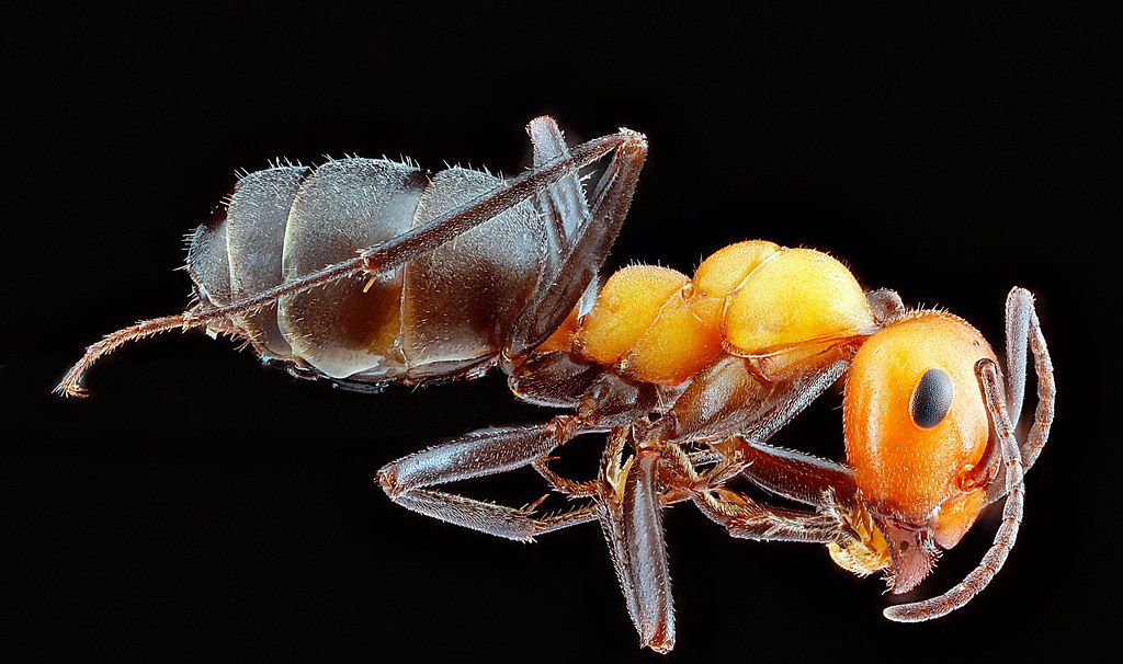Ant Control service in La Habra, CA