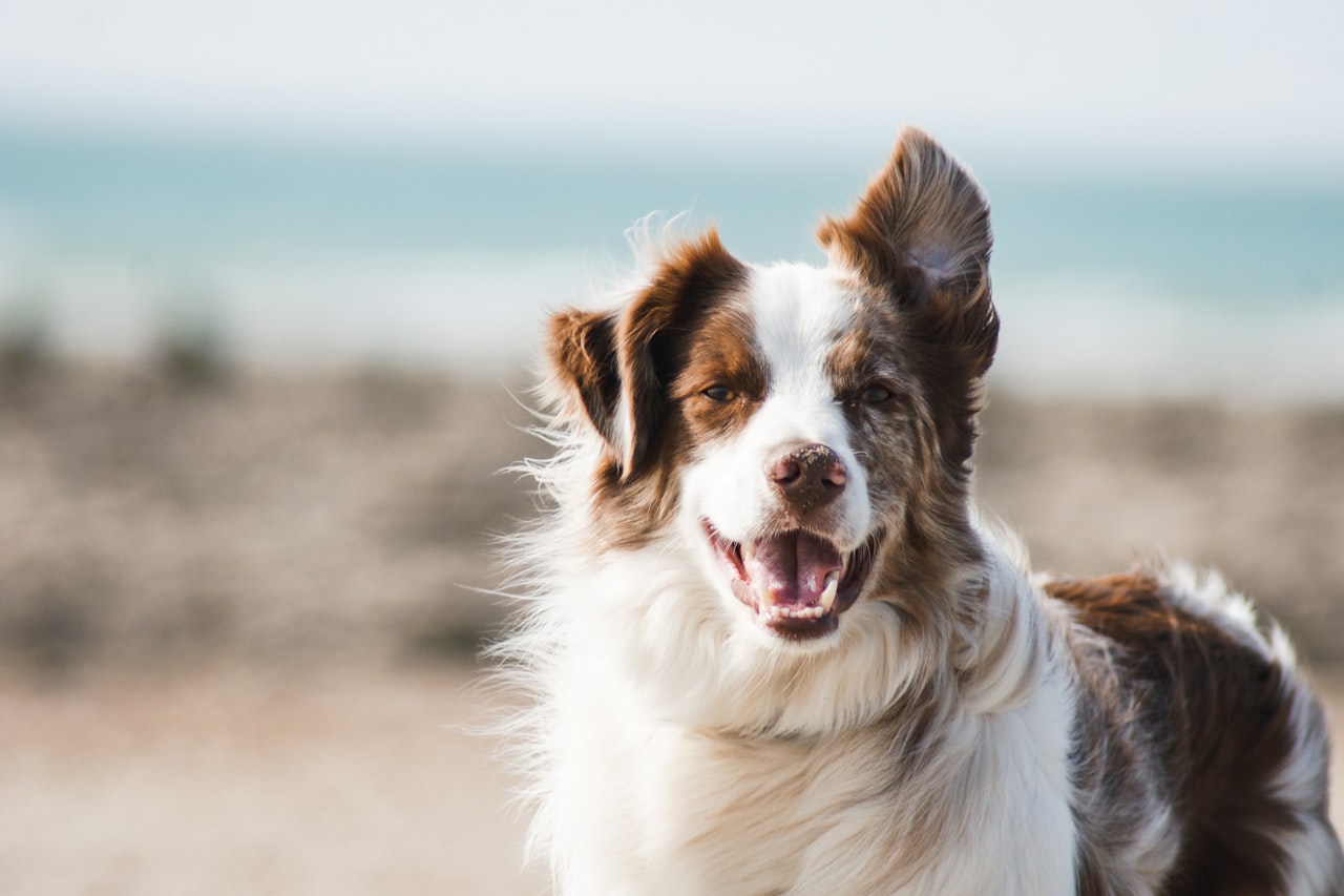 Flea & Tick Control service in La Habra, CA