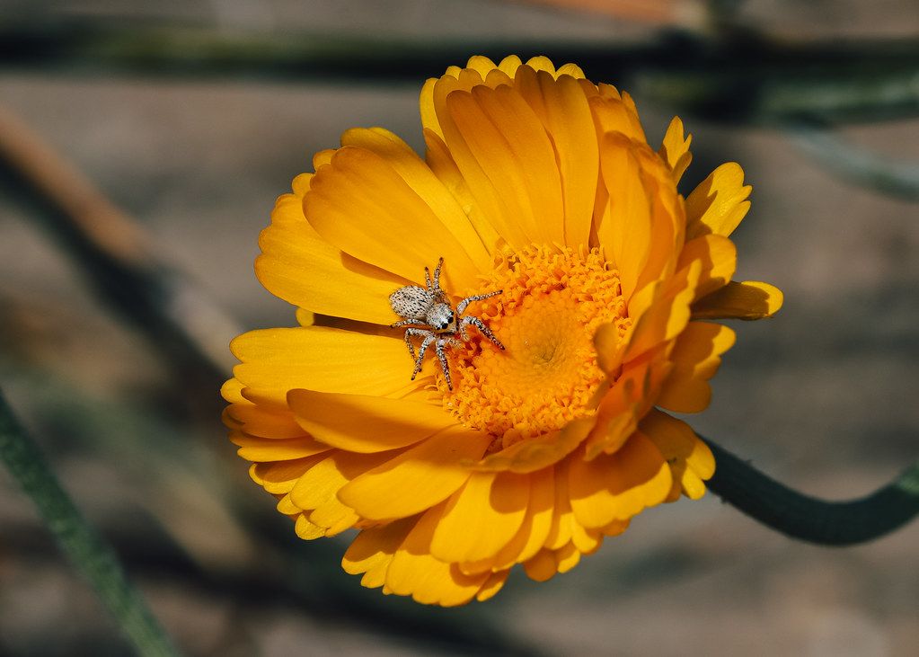 Spider Control service in La Habra, CA